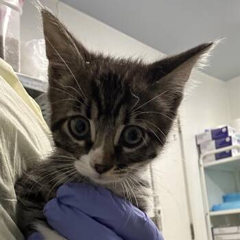 Barnum -  Domestic Short Hair Cat for Adoption in Salt Lake City, Utah - Barnum | PetCurious