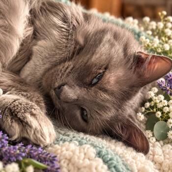 Calypso -  Domestic Long Hair Cat for Adoption in Pottsboro, Texas - Calypso | PetCurious