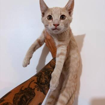 Topaz Crock -  Domestic Short Hair Cat for Adoption in Eagle Mountain, Utah - Topaz Crock | PetCurious