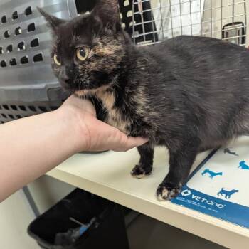 Audra -  Domestic Short Hair Cat for Adoption in Lynchburg, Virginia - Audra | PetCurious