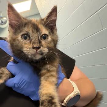 Meringe -  Domestic Short Hair Cat for Adoption in Greensboro, North Carolina - Meringe | PetCurious