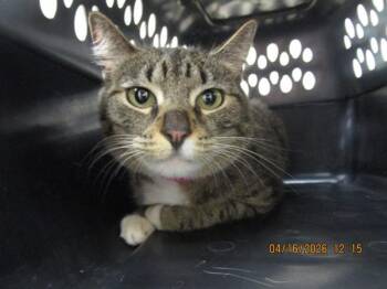 Domestic Short Hair Cats Available for Adoption in Marietta, Georgia - Anita(600) | PetCurious