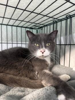 Domestic Short Hair Cats Available for Adoption in Fort Walton Beach, Florida - Angel | PetCurious
