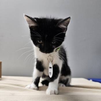 Rescue Domestic Short Hair Cats for Adoption in Normal, Illinois - Harmony | PetCurious