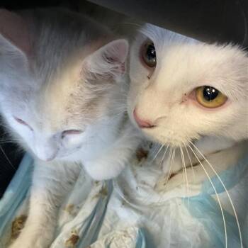 Rescue Domestic Short Hair Cats for Adoption in Long Beach, California - Bruce | PetCurious