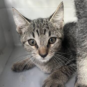 Chuckie -  Domestic Short Hair Cat for Adoption in Lake Jackson, Texas - Chuckie | PetCurious