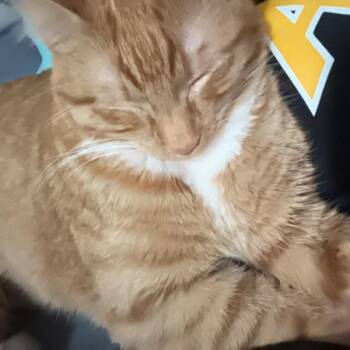 Andy -  Domestic Short Hair Cat for Adoption in Des Moines, Iowa - Andy | PetCurious