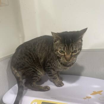 Lilo -  Domestic Short Hair Cat for Adoption in Tampa, Florida - Lilo | PetCurious