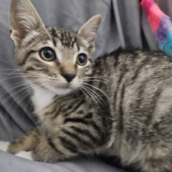 Rescue Domestic Short Hair Cats for Adoption in Brea, California - Stagecoach | PetCurious