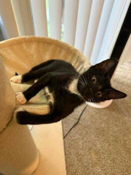 Berlioz -  Domestic Short Hair Cat for Adoption in Shawnee, Oklahoma - Berlioz | PetCurious