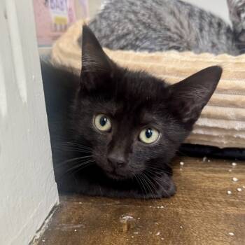 Rescue Domestic Short Hair Cats for Adoption in Chicago, Illinois - Meeny | PetCurious