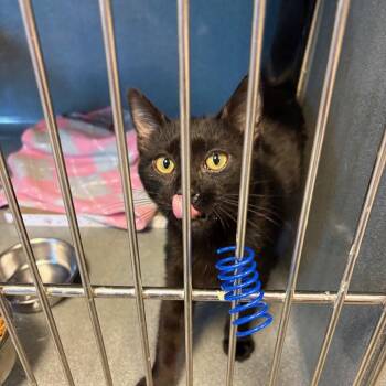 Jingle -  Domestic Short Hair Cat for Adoption in Oberlin, Ohio - Jingle | PetCurious
