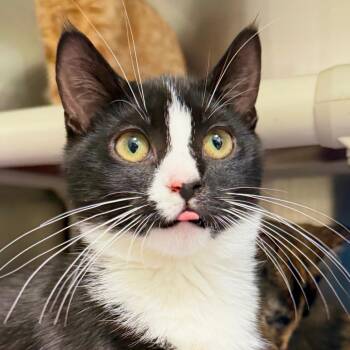 Little Streak -  Domestic Short Hair Cat for Adoption in Harrisonburg, Virginia - Little Streak | PetCurious