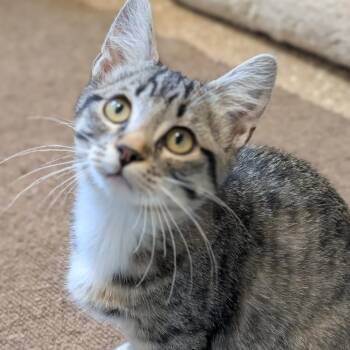 Mindy -  Domestic Short Hair Cat for Adoption in Sonoma, California - Mindy | PetCurious