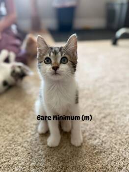 Rescue Domestic Short Hair Cats for Adoption in Inman, South Carolina - Bare Minimum | PetCurious