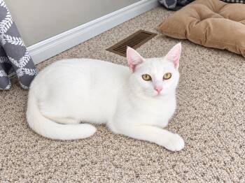 Dale -  Domestic Short Hair Cat for Adoption in Stratford, Ontario - Dale | PetCurious