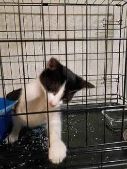 CupCake -  Tuxedo Cat for Adoption in Cut Bank, Montana - CupCake | PetCurious
