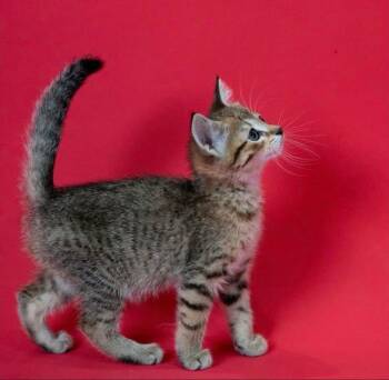 Rex -  Tabby Cat for Adoption in Little Falls, Minnesota - Rex | PetCurious