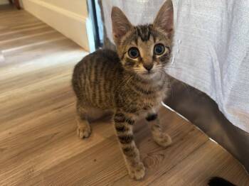 Cheerio -  Domestic Short Hair Cat for Adoption in Rowlett, Texas - Cheerio | PetCurious