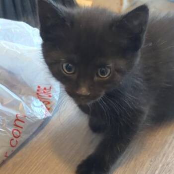 Hades -  Domestic Short Hair Cat Available for Adoption in Monroe, Michigan - Hades | PetCurious