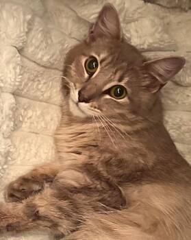 Maine Coon and Domestic Long Hair Cats Available for Adoption in Pacifica, California - Marinara | PetCurious