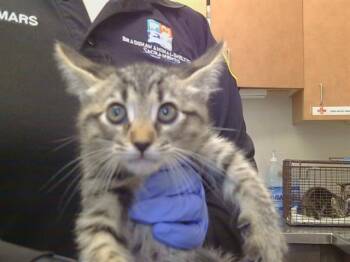 A929094 -  Domestic Short Hair Cat for Adoption in Sacramento, California - A929094 | PetCurious