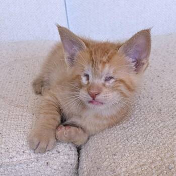 Xtra Sunny 27 -  Domestic Short Hair Cat for Adoption in Austin, Texas - Xtra Sunny 27 | PetCurious