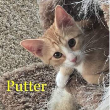 Rescue Domestic Short Hair Cats for Adoption in Tulsa, Oklahoma - Putter | PetCurious