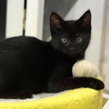 Yuval Silverman -  Domestic Short Hair Cat for Adoption in Eagle Mountain, Utah - Yuval Silverman | PetCurious