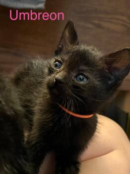 Umbreon -  Domestic Short Hair Cat Available for Adoption in Leonardtown, Maryland - Umbreon | PetCurious