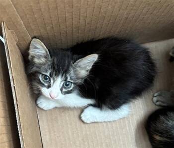AJ -  Domestic Short Hair Cat Available for Adoption in Dallas, Texas - AJ | PetCurious