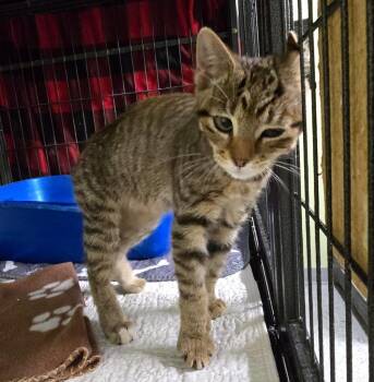 Firestone -  Domestic Short Hair Cat for Adoption in Auburn, Indiana - Firestone | PetCurious