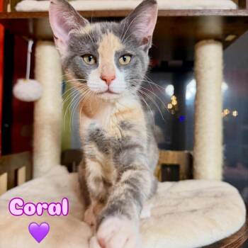 Coral -  Domestic Short Hair Cat for Adoption in Cumming, Georgia - Coral | PetCurious