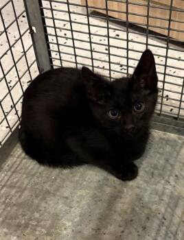 LUCKY GOAL -  Domestic Short Hair Cat for Adoption in Forney, Texas - LUCKY GOAL | PetCurious