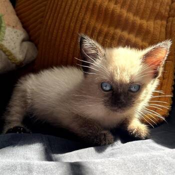 Chai -  Siamese Cat for Adoption in Los Angeles, California - Chai | PetCurious