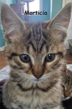 Rescue Domestic Short Hair Cats for Adoption - Morticia 0925 | PetCurious