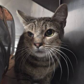 Gracie May -  American Shorthair Cat for Adoption in San Jacinto, California - Gracie May | PetCurious