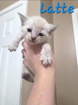 Latte -  Siamese Cat for Adoption in Anna, Texas - Latte | PetCurious