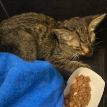 Fargo -  Domestic Short Hair Cat for Adoption in West Palm Beach, Florida - Fargo | PetCurious