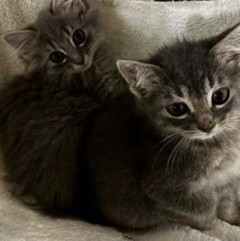 Rescue Domestic Long Hair Cats for Adoption in Glendale, Wisconsin - The Frat Brothers FLOOF! | PetCurious