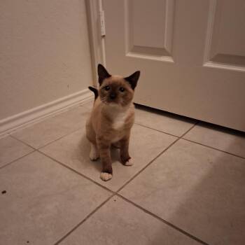 Siamese and Snowshoe Cats Available for Adoption in San Antonio, Texas - Persephone | PetCurious