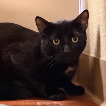 Lapiz -  Domestic Short Hair Cat for Adoption in Goleta, California - Lapiz | PetCurious
