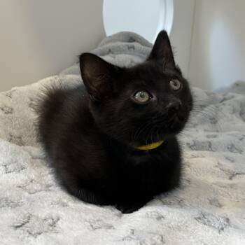 American Shorthair Cats Available for Adoption in Hull, Massachusetts - Library | PetCurious
