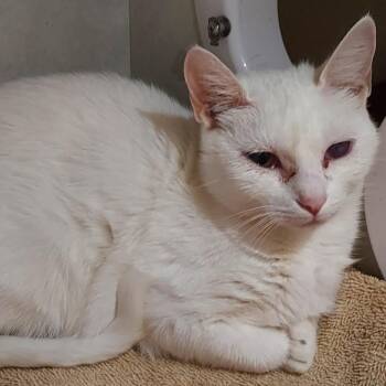Snickers -  Domestic Short Hair Cat for Adoption in Dayton, Ohio - Snickers | PetCurious