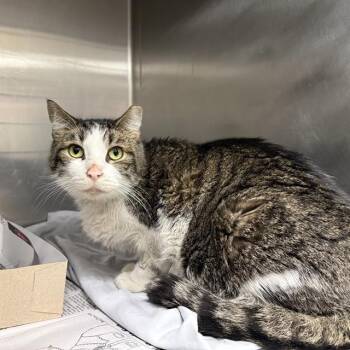 VISION -  Domestic Short Hair Cat for Adoption in San Antonio, Texas - VISION | PetCurious