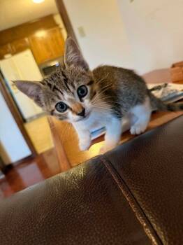 Harley -  Domestic Short Hair Cat for Adoption in Valley Park, Oklahoma - Harley | PetCurious