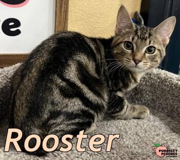 Rooster -  Domestic Short Hair Cat for Adoption in Douglasville, Georgia - Rooster | PetCurious