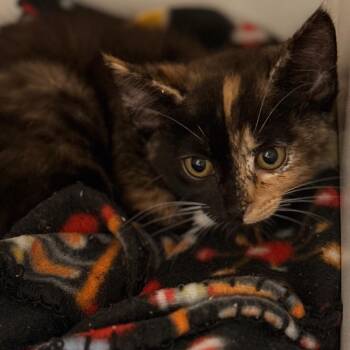 Addyson -  Domestic Short Hair Cat for Adoption in Cumming, Georgia - Addyson | PetCurious