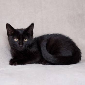 Bronwyn -  Domestic Short Hair Cat for Adoption in Sunnyvale, California - Bronwyn | PetCurious