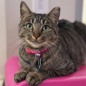 Rescue Domestic Short Hair Cats for Adoption in Port Washington, New York - Luna | PetCurious